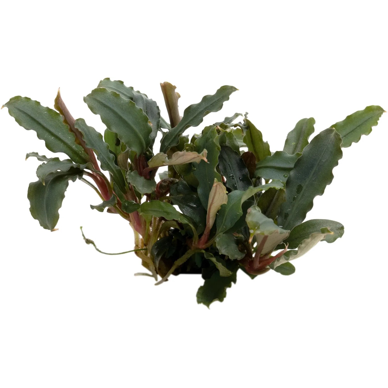 Bucephalandra sp. Mini Red