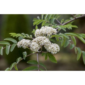 Blühende Eberesche (Sorbus aucuparia Edulis) mit weißen Blüten und grünen Blättern.