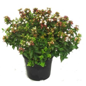 Abelie Grandiflora im Topf, ca. 20-30 cm hoch, mit weißen Blüten und grünen Blättern.