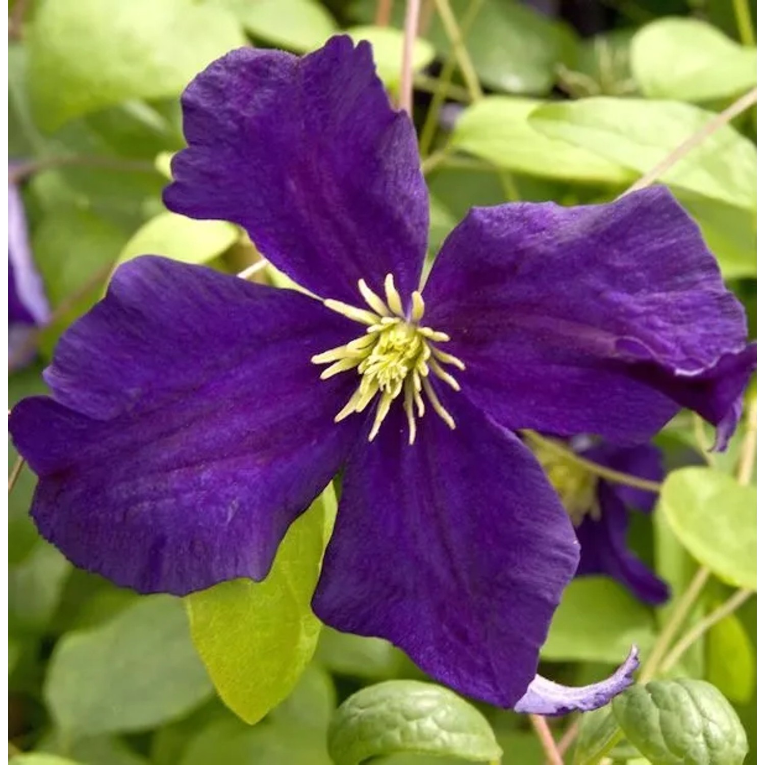 Robuste Waldrebe Blue Belle 60-80cm - Clematis viticella
