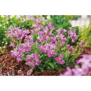 Gänsekresse 'Rote Sensation' im Topf, rote Blüten, bienenfreundliche Staude für Steingärten.