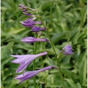 Nahaufnahme der lila Blüten der kleinbleibenden Herzblattlilie (Hosta venusta) im Garten.