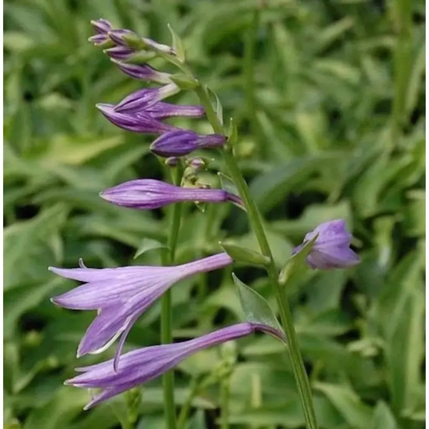 Kleinbleibende Herzblattlilie - Hosta venusta