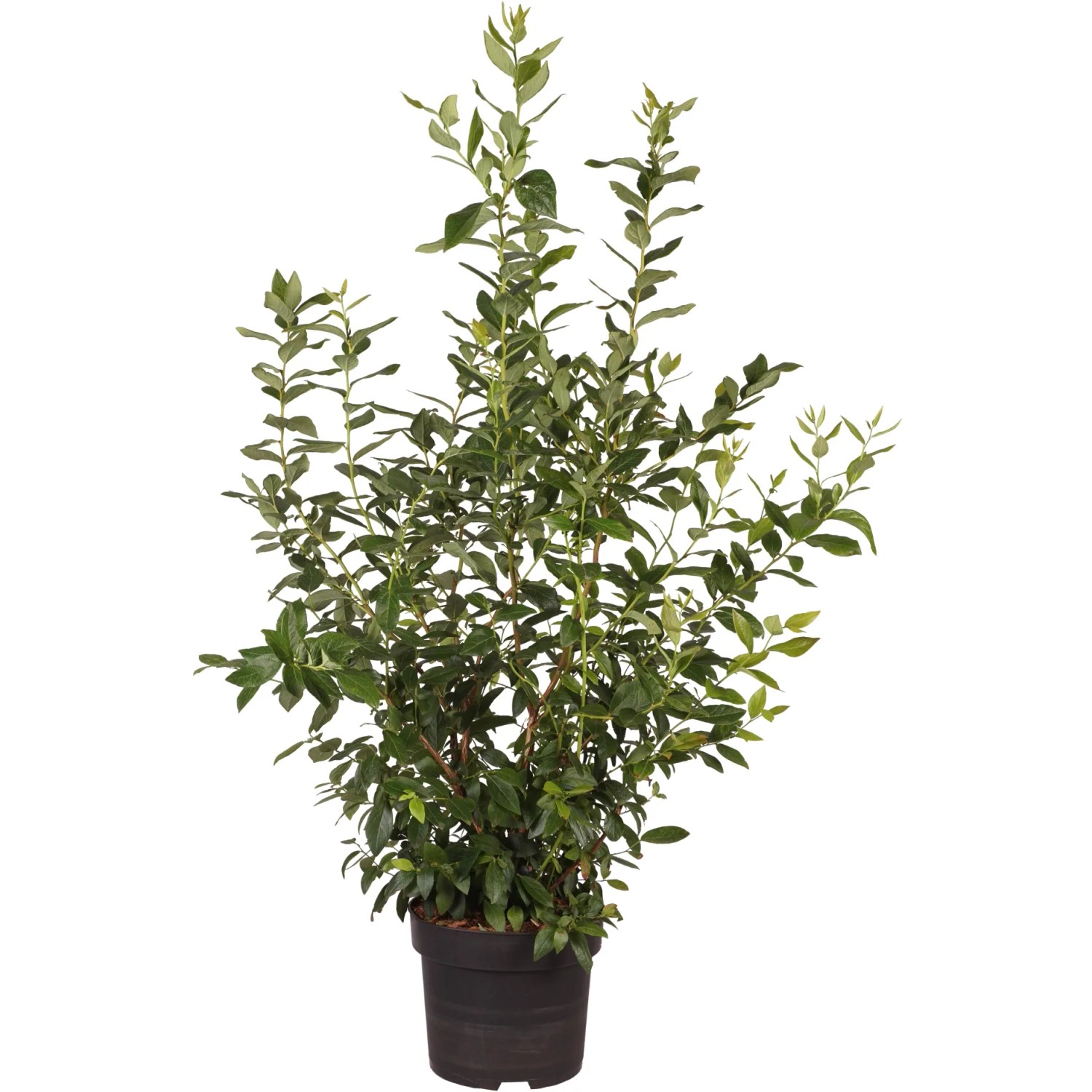 Heidelbeere "Goldtraube"Höhe ca. 80 cm Topf ca. 10 l Vaccinium corymb.