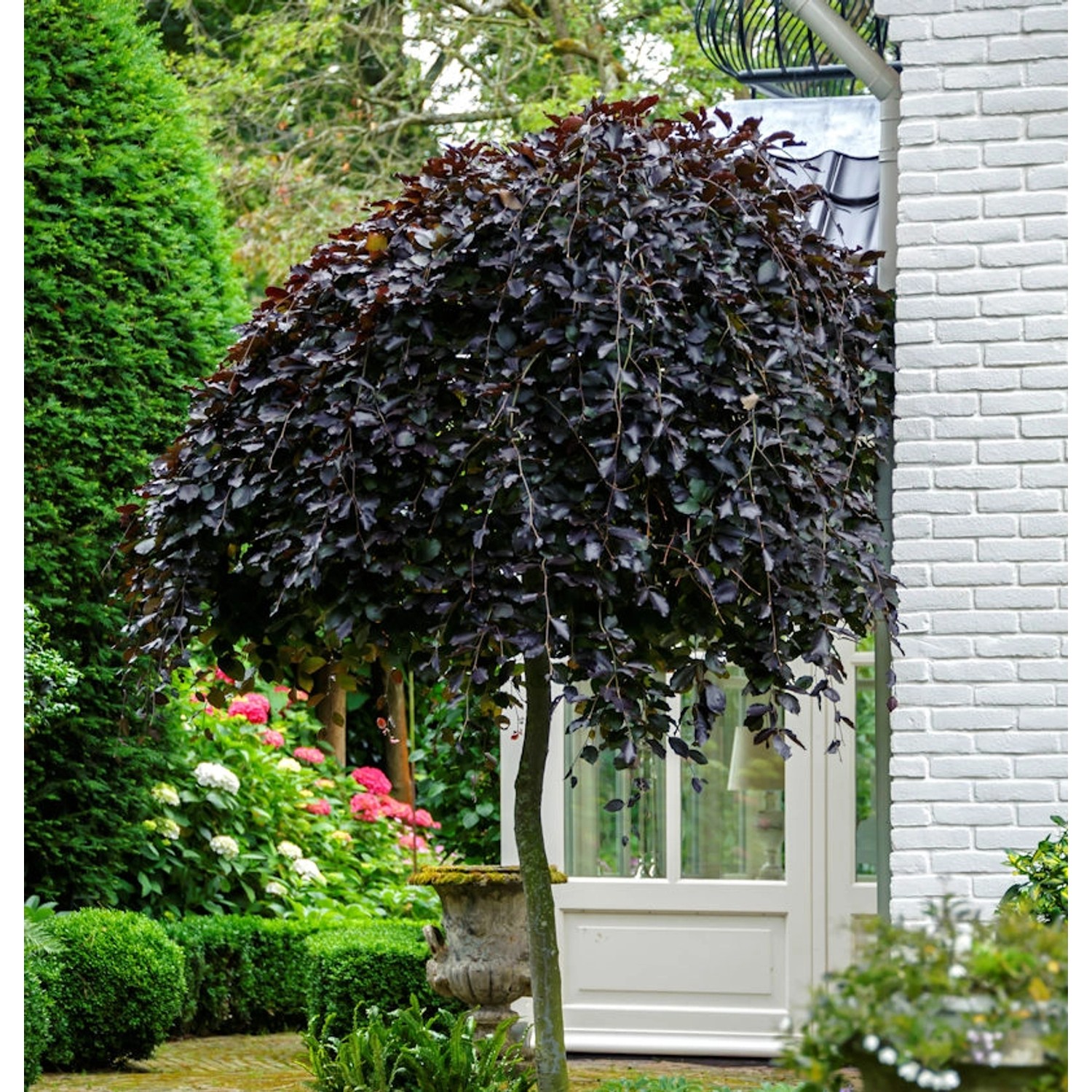 Hochstamm Säulen Blutbuche Black Swan 80-100cm - Fagus sylvatica günstig online kaufen