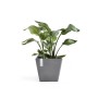 Quadratischer, grauer Ecopots Pflanztopf Rotterdam mit grüner Pflanze. Ideal für Innen- und Außenbereich.