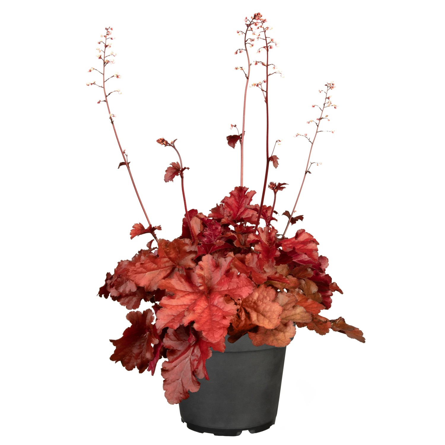 Purpurglöcken Kupferrot Topf-Ø ca. 13 cm Heuchera