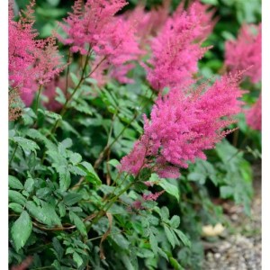 Prachtspiere 'Federsee' (Astilbe arendsii) mit leuchtend pinkfarbenen Blüten im Garten.