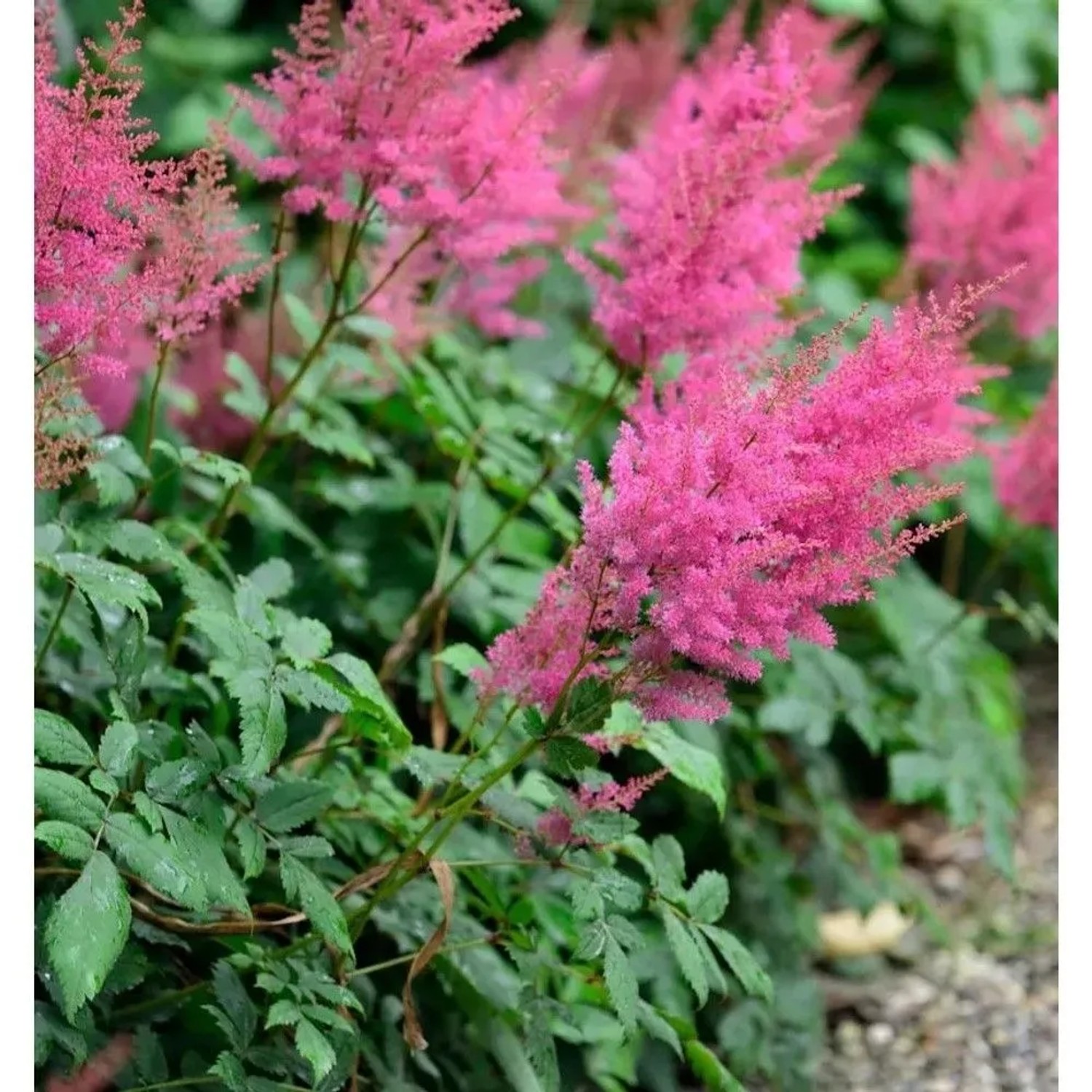 Prachtspiere Federsee - Astilbe arendsii