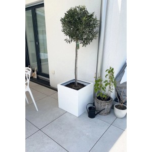 Weißer Vivanno Pflanzkübel Block (50x50x50 cm) mit Olivenbaum auf einer Terrasse.