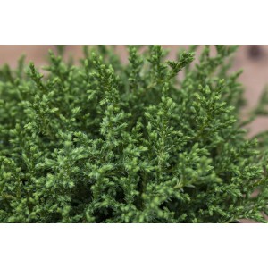 Detailaufnahme der Zwerg-Scheinzypresse Chamaecyparis Pisifera Plumosa Compressa, 15–20 cm hoch.