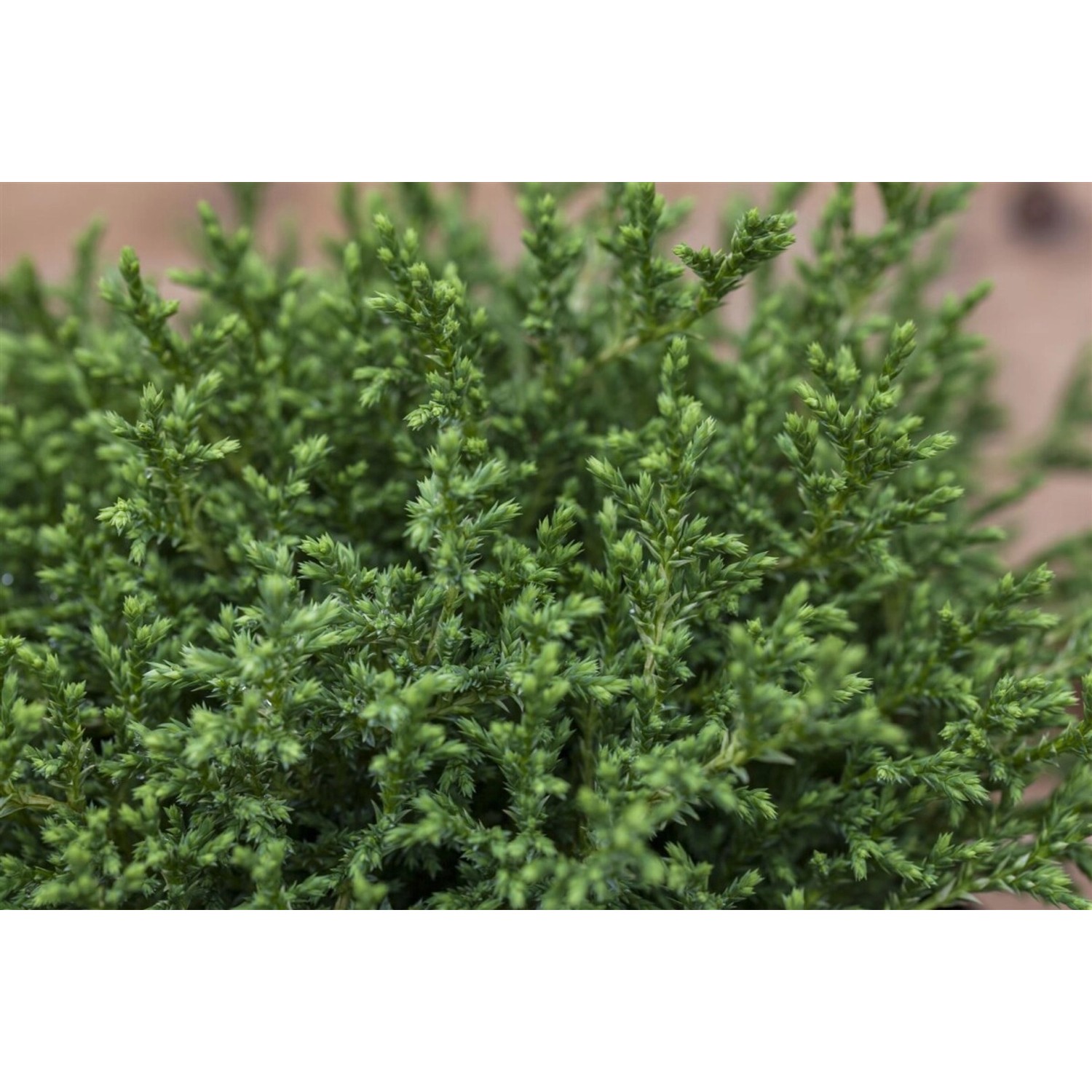 Chamaecyparis Pisifera Plumosa Compressa Zwerg-Scheinzypresse 15–20 cm günstig online kaufen
