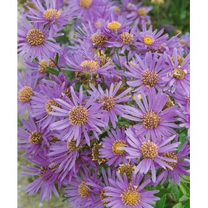 Nahaufnahme der blau blühenden Glattblattaster Novi-belgii im Topf. Blühende Zimmerpflanze mit gelber Blütenmitte.