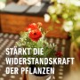 Blühende Pflanze im Topf, gedüngt mit Compo Balkon- und Kübelpflanzendünger.
