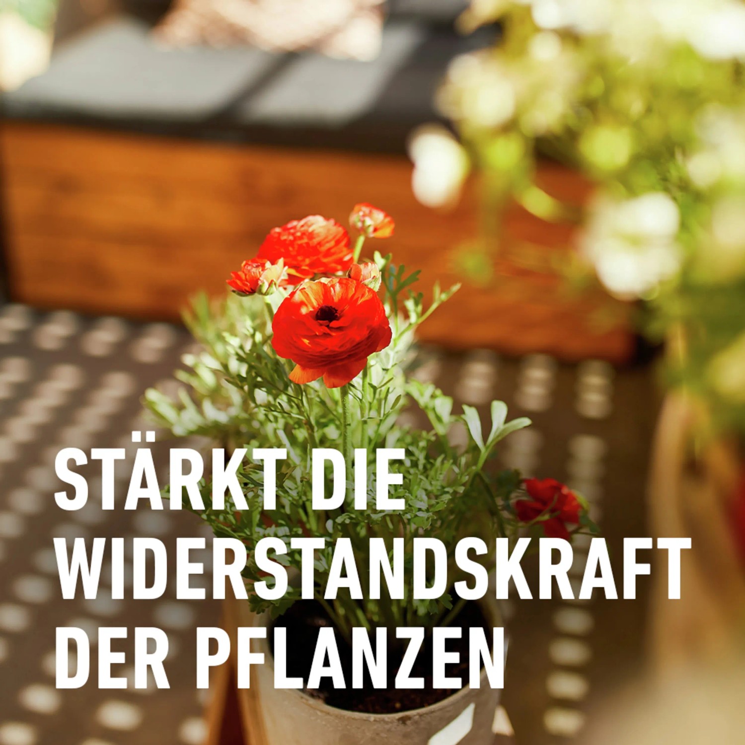 Blühende Pflanze im Topf, gedüngt mit Compo Balkon- und Kübelpflanzendünger.