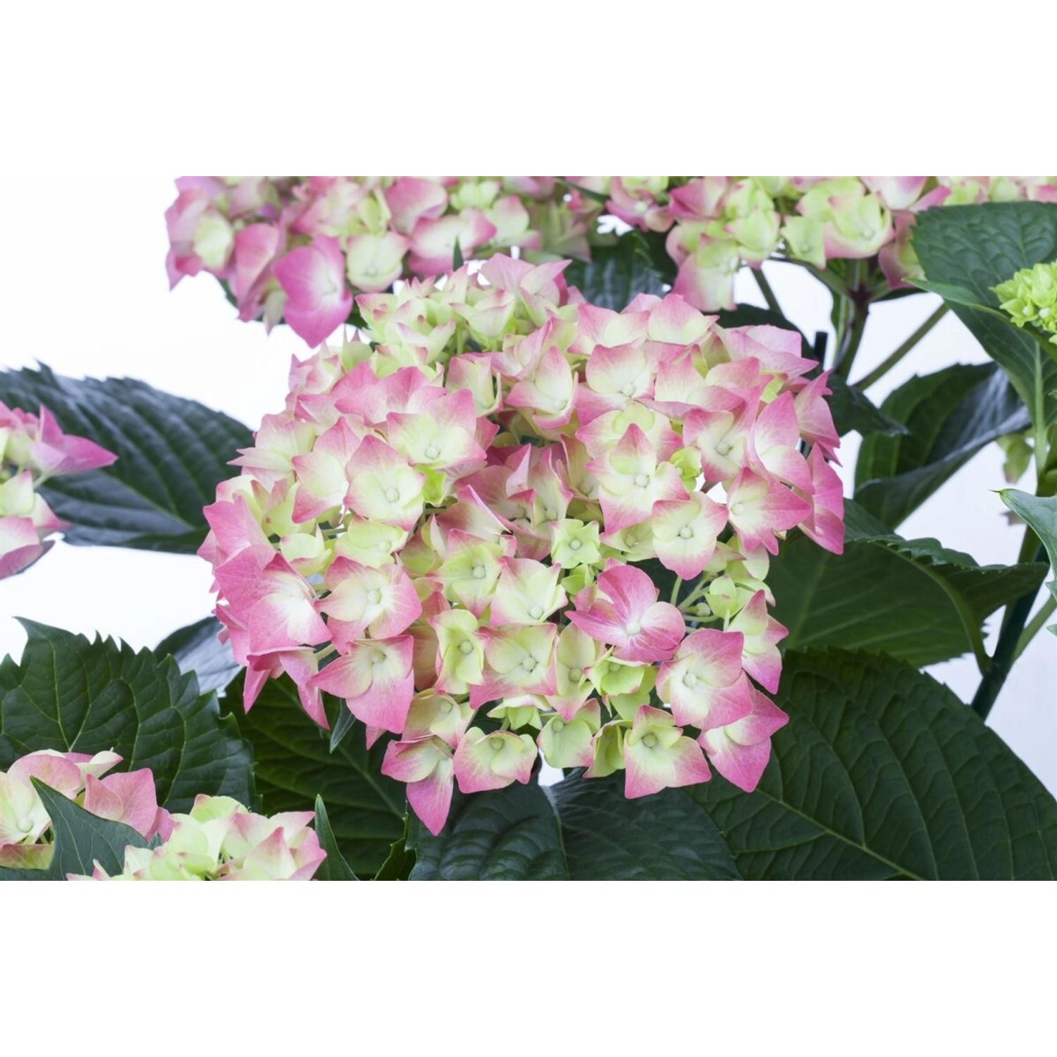 Hydrangea Mac. 'Leuchtfeuer' Bauernhortensie 40-60 cm günstig online kaufen