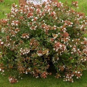 Abelie Abelia grandiflora 50 bis 60 cm im Container Herbstfärbung
