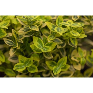 Detailaufnahme des Euonymus Emerald'n Gold Spindelstrauchs mit grün-gelben Blättern.