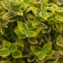 Detailaufnahme des Euonymus Emerald'n Gold Spindelstrauchs mit grün-gelben Blättern.