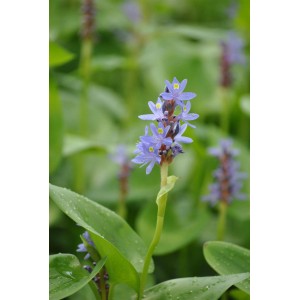 Herzblättriges Hechtkraut mit blauvioletten Blütenähren im Gartenteich.