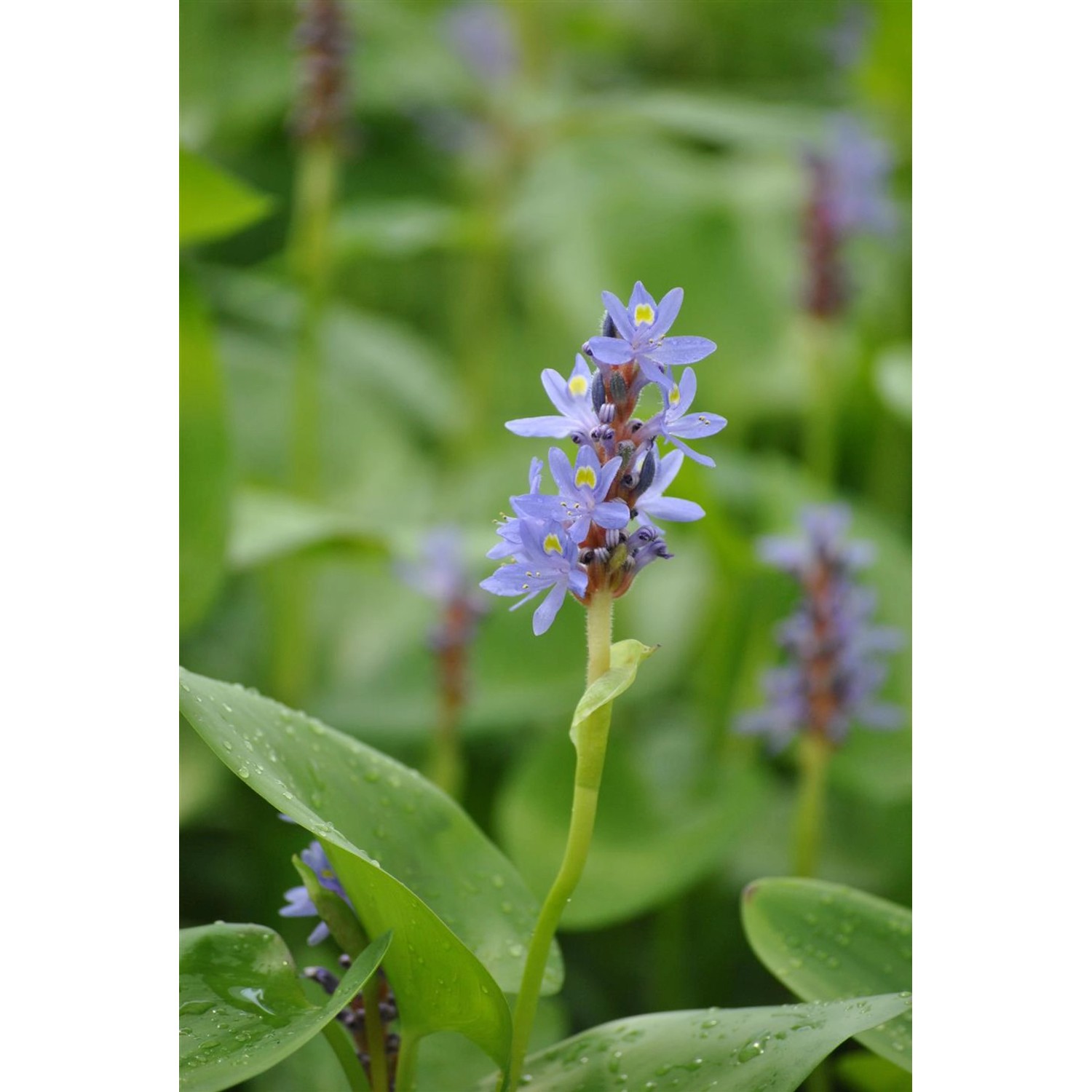 Herzblättriges Hechtkraut Blau Topf-Ø ca. 11 cm x 11 cm Pontederia cordata günstig online kaufen