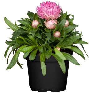 Garten-Strohblume im Topf, rosa Blüte, grüne Blätter. GROW by OBI Stehpflanze, ca. 12 cm Topf.