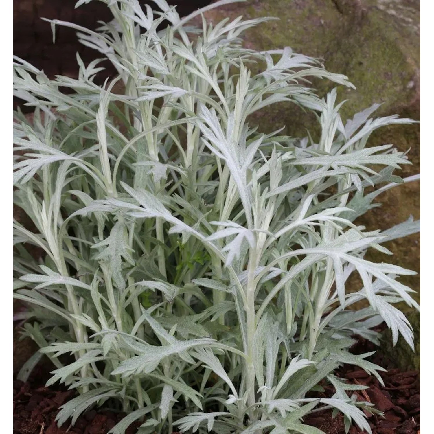 Silber Edelraute Valerie Finnis - Artemisia,udoviciana