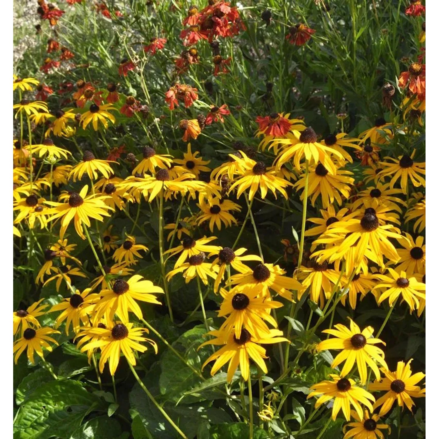Sonnenhut Early Bird Gold - Rudbeckia fulgida