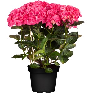 Buschige, rote Bauernhortensie Red Angel im 5 l Topf von GROW by OBI.