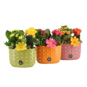 GROW by OBI Zimmerpflanzen-Arrangement: Kalanchoe & Kaktus in pastellfarbenen Keramiktöpfen mit Deko-Blüten. Topf-Ø 14 cm.