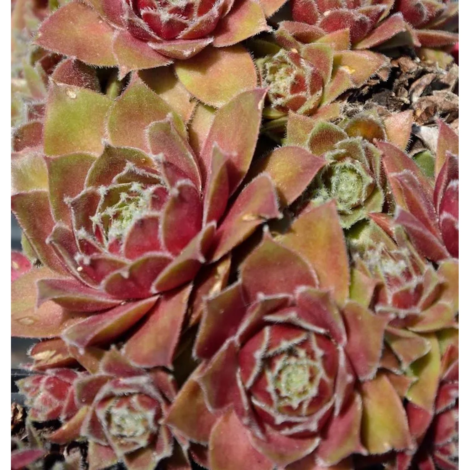 Dachwurz Bernstein - Sempervivum cultorum