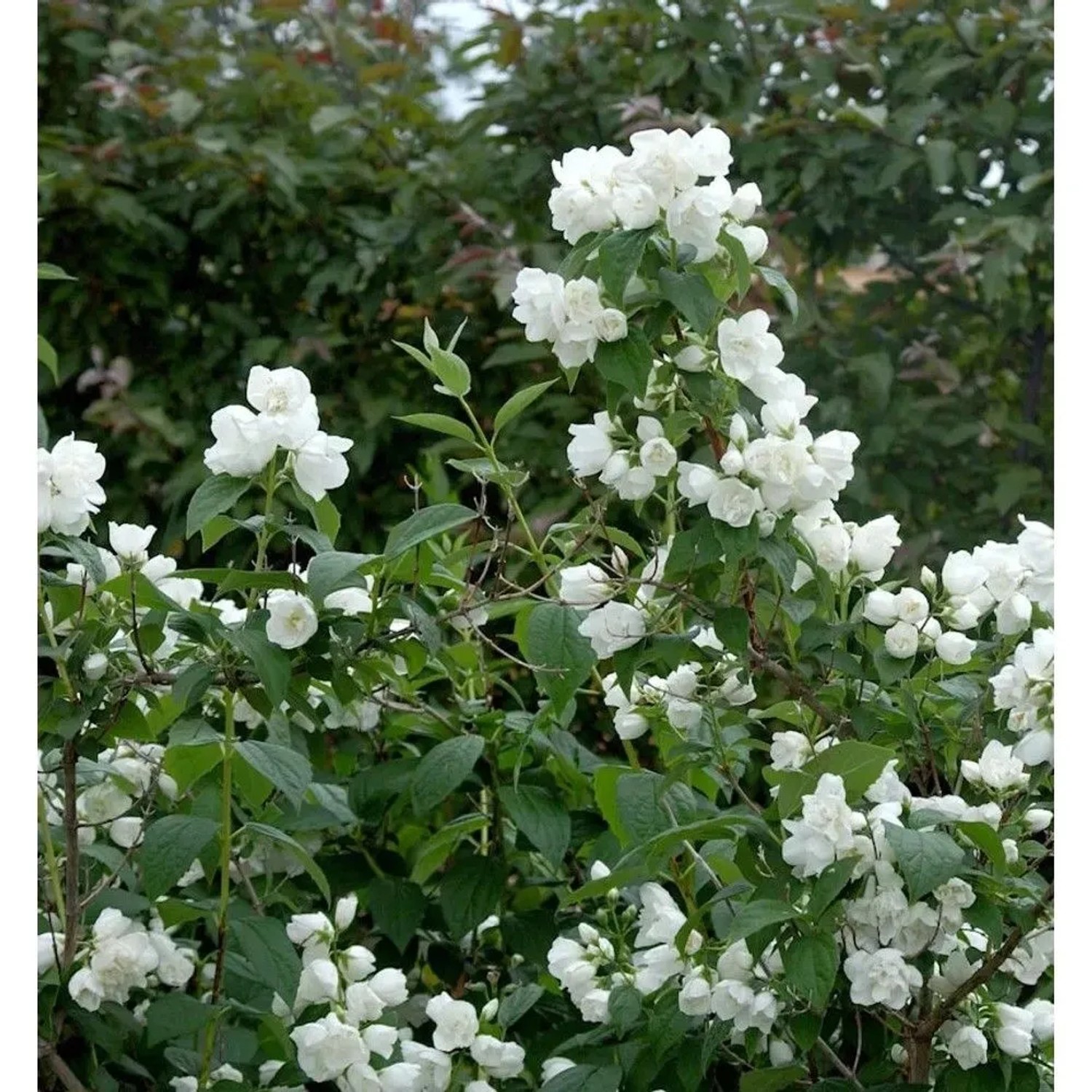 Gefüllter Gartenjasmin Schneesturm 100-125cm - Philadelphus