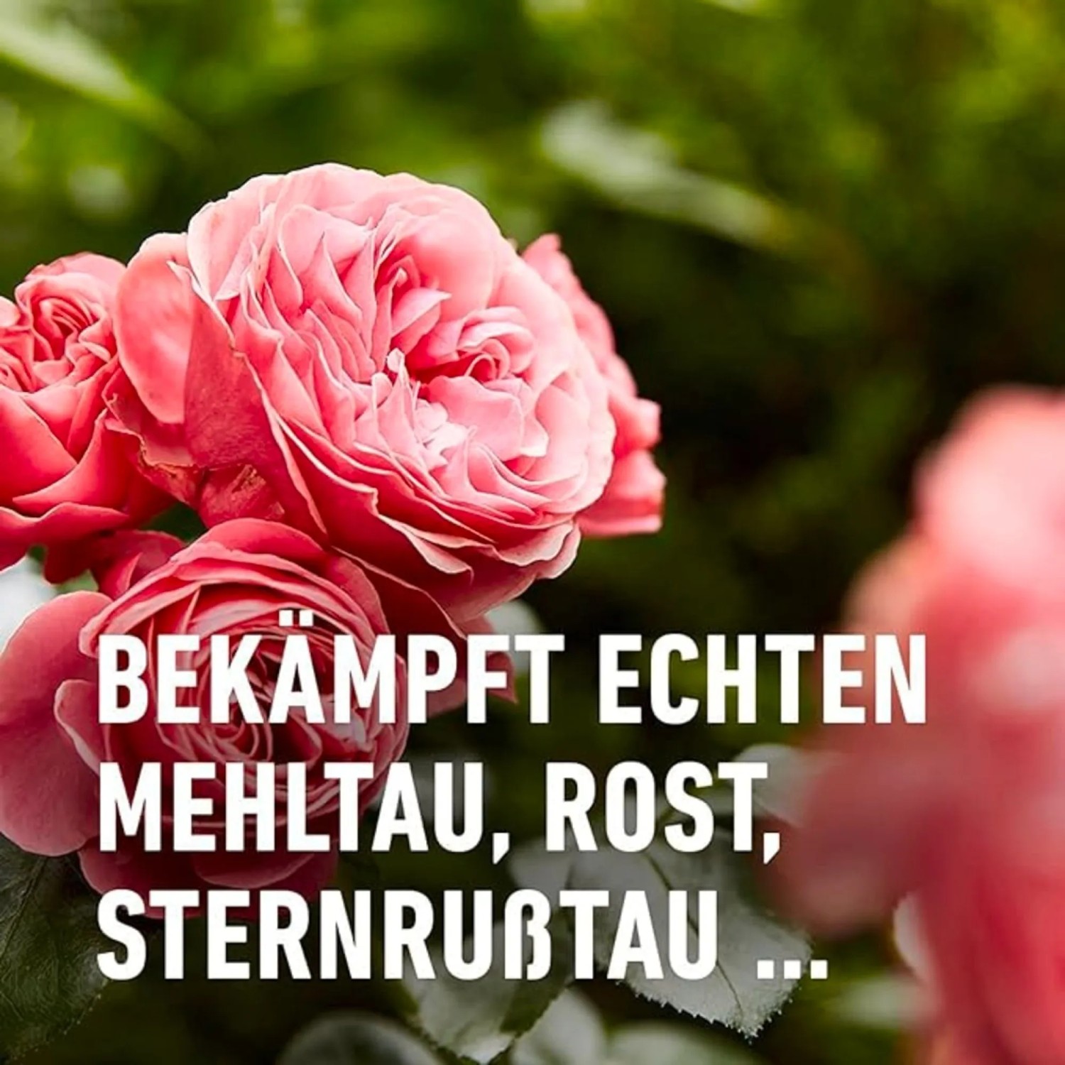künstliche geranien für balkon Langstielige Kunst-Geranien – UV-beständige Seidenblume, verblasst nic –  kunstblumenshop