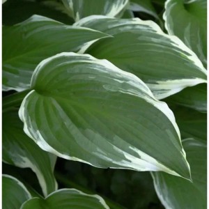 Große Weißrand Funkie - Hosta crispula