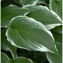 Große Weißrand Funkie - Hosta crispula