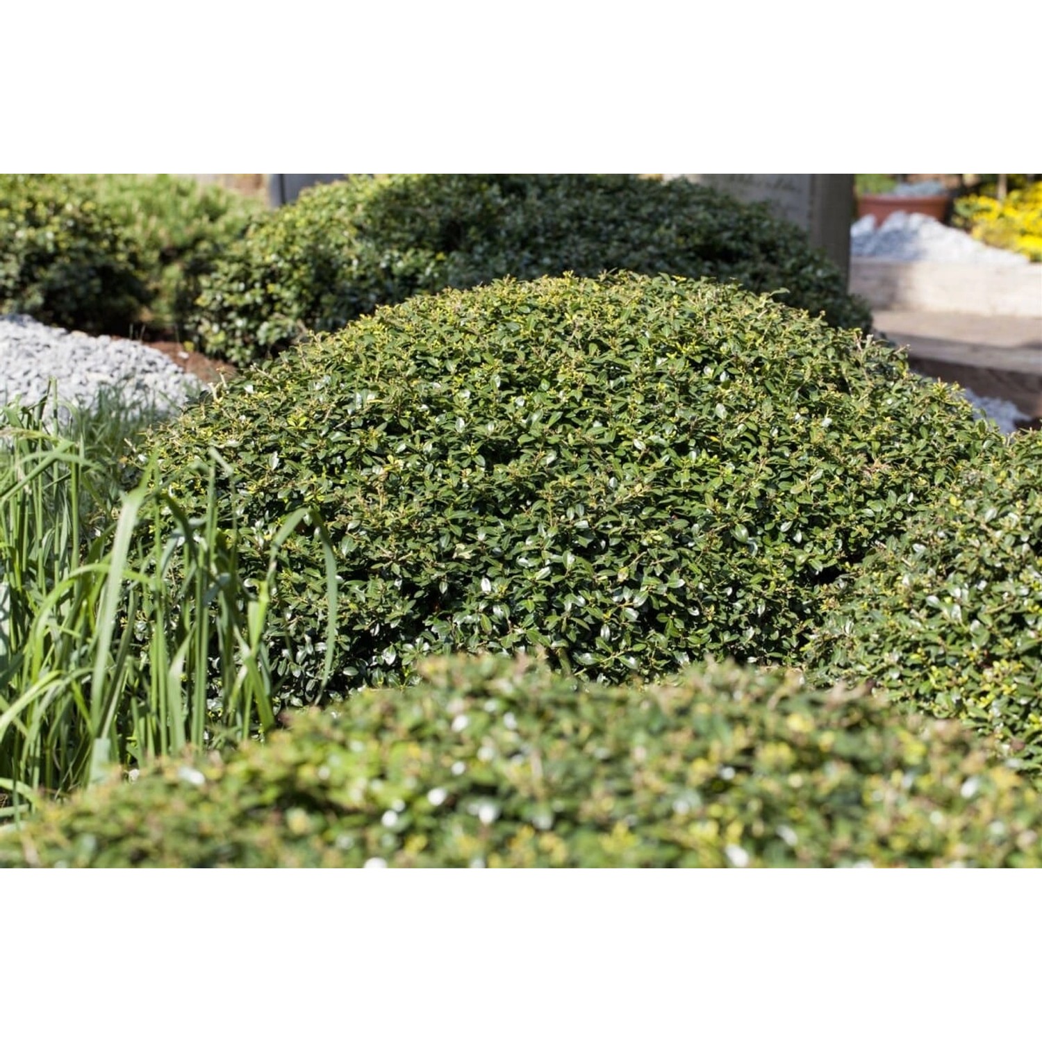 Ilex crenata 'Green Lustre' Halbkugel 110-120 cm günstig online kaufen