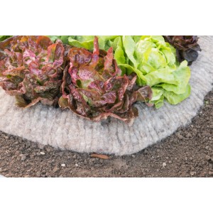 Windhager Schafwoll-Schneckenbremse umrandet Salat im Beet, Schutz vor Schnecken.