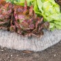 Windhager Schafwoll-Schneckenbremse umrandet Salat im Beet, Schutz vor Schnecken.
