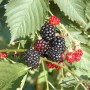 Nahaufnahme von reifen und unreifen, dornenlosen Brombeeren (Rubus Navaho) am Strauch.