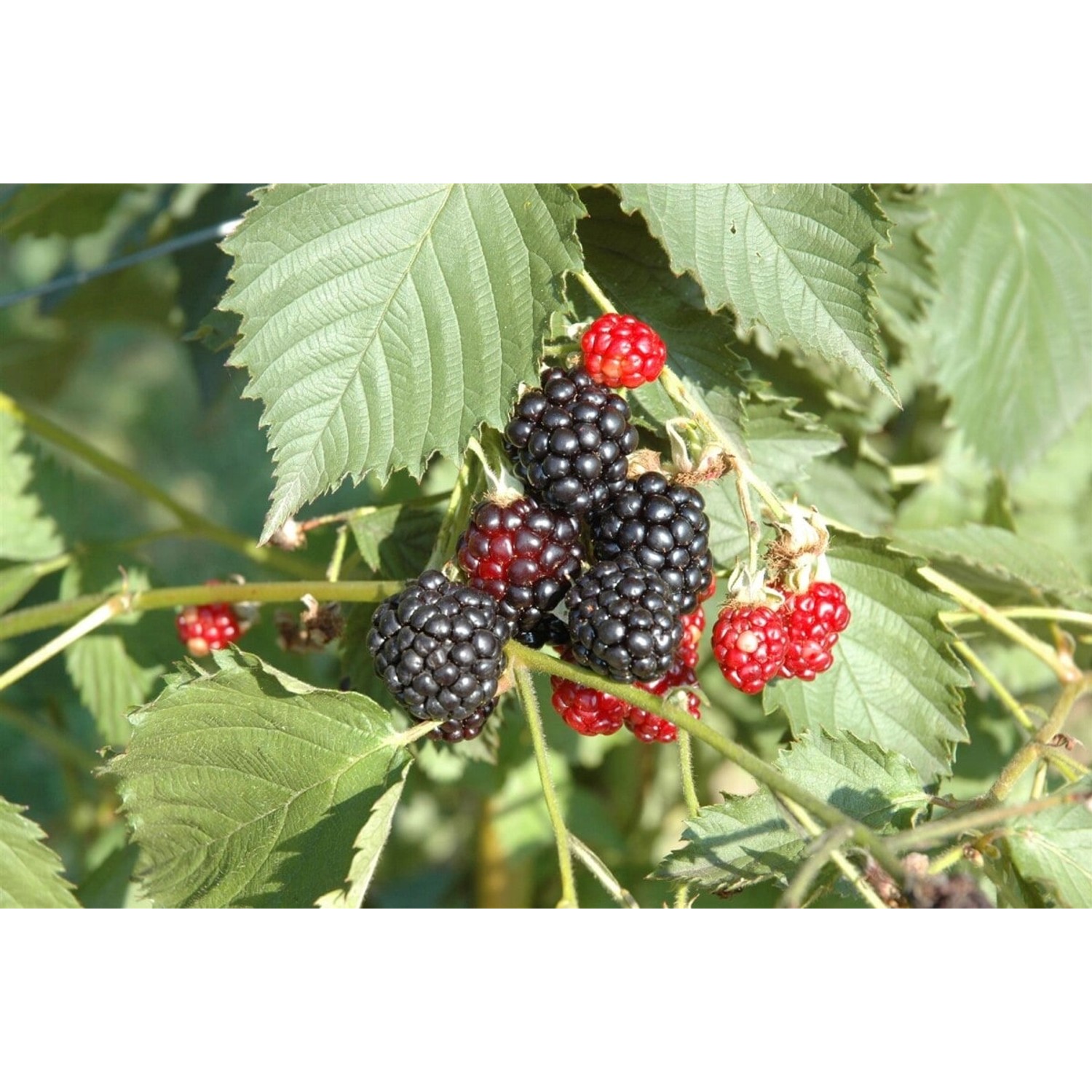 Nahaufnahme von reifen und unreifen, dornenlosen Brombeeren (Rubus Navaho) am Strauch.