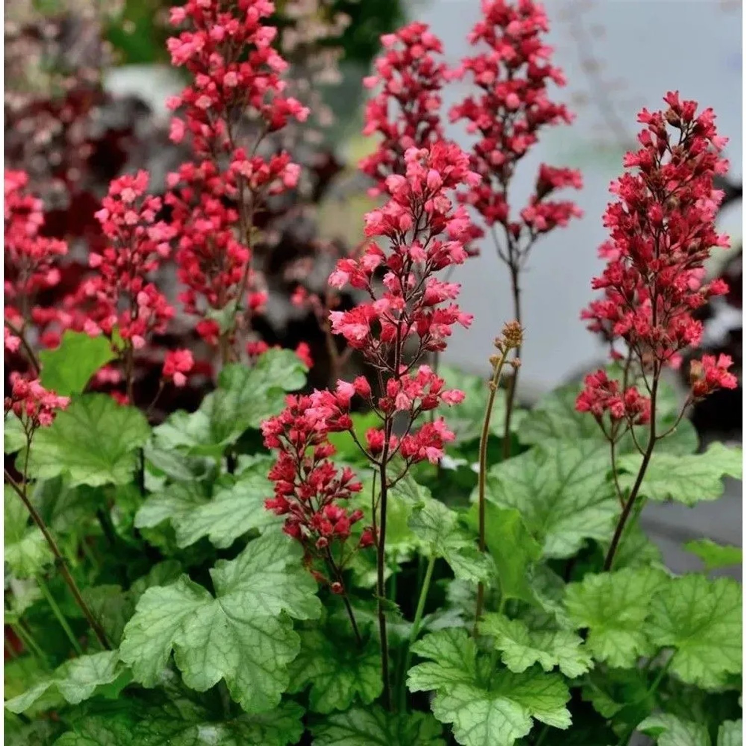 Purpurglöckchen Paris - großer Topf - Heuchera sanguinea