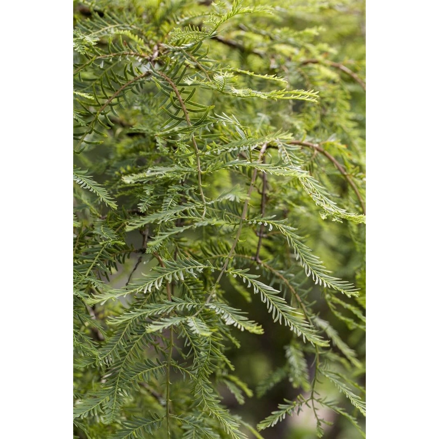 Metasequoia Glyptostroboides Miss Grace Urweltmammutbaum 80 cm Stammhöhe günstig online kaufen