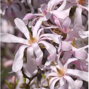 Nahaufnahme der zarten, rosa-weißen Blüten der Sternmagnolie Leonard Messel.