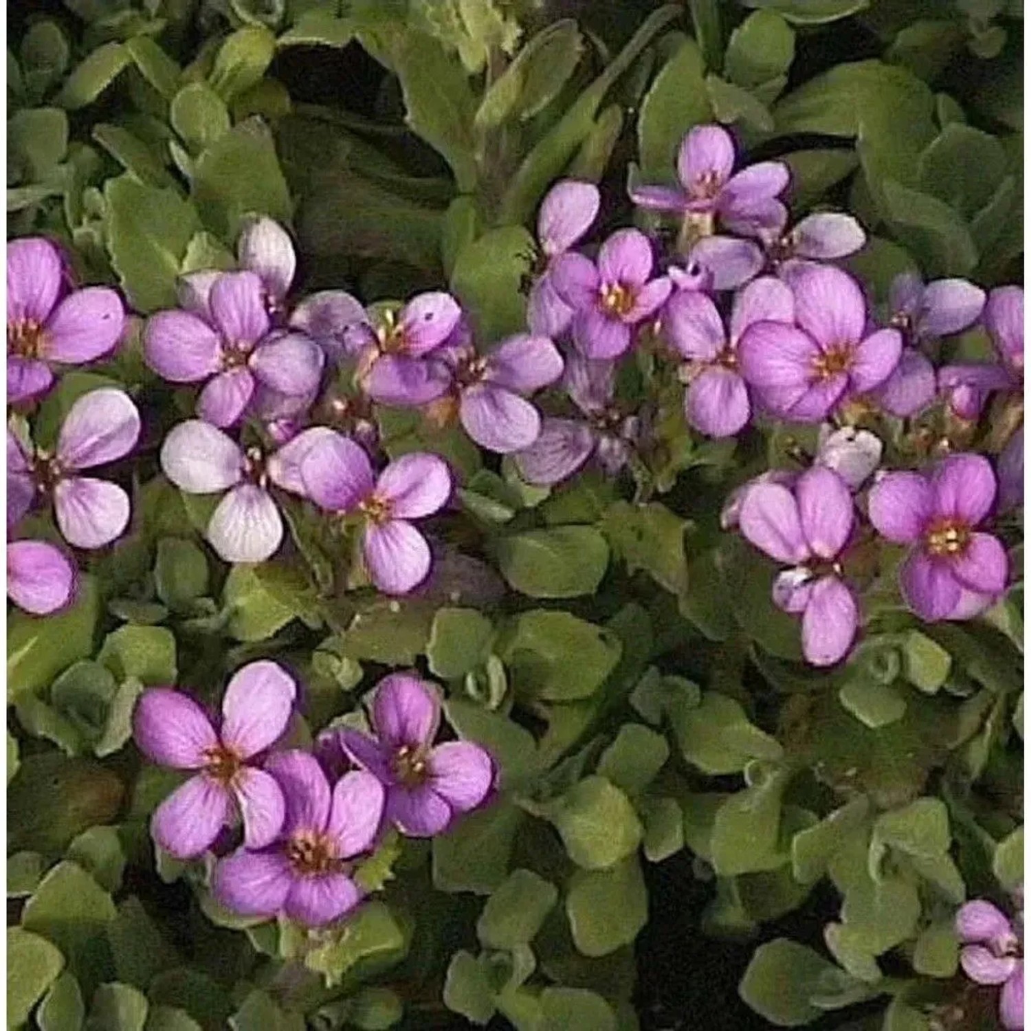 Gänsekresse Aubris Deep Rose - Arabis caucasica