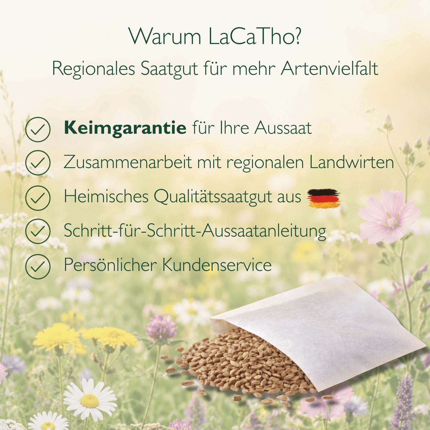 LaCaTho Vorteile: Keimgarantie, regionales Qualitätssaatgut für Königskerze Samen aus Deutschland. Offener Samenbeutel auf Blumenwiese.