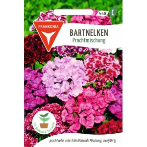 FRANKONIA Bartnelken Prachtmischung
