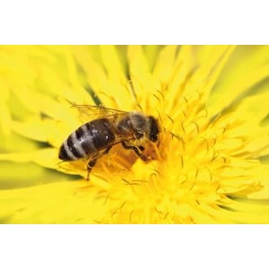 Westfalia Insektenhotel XXL 40 X 28 X 9 cm aus Holz Braun