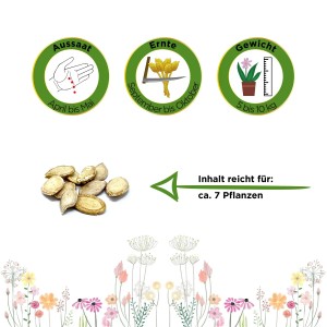 Samen des Muskatkürbis 'Muscade De Provence' von Deine Gartenwelt, mit Infos zu Aussaat, Ernte und Gewicht.