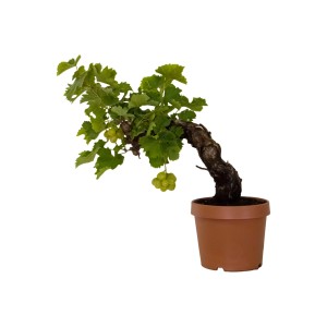 Weinrebe im Topf, ca. 85cm hoch, mit grünen Blättern und Trauben. Kübelpflanze für sonnige Standorte.