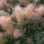 Detailaufnahme des Perückenstrauchs 'Magical Torch' (Cotinus coggygria) mit zarten, rosa Blütenständen.
